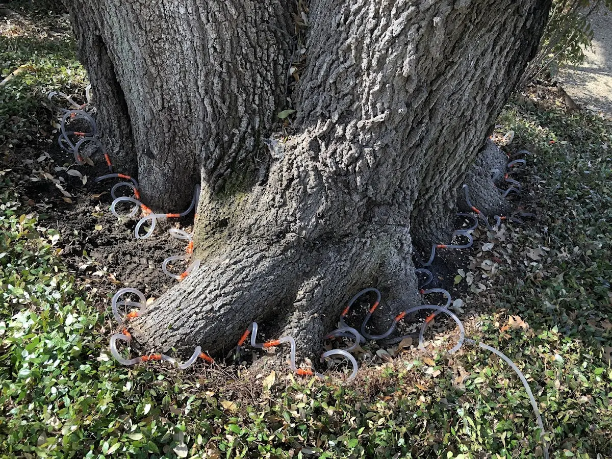 Detailed Tree Cabling and Bracing job site in Northwood
