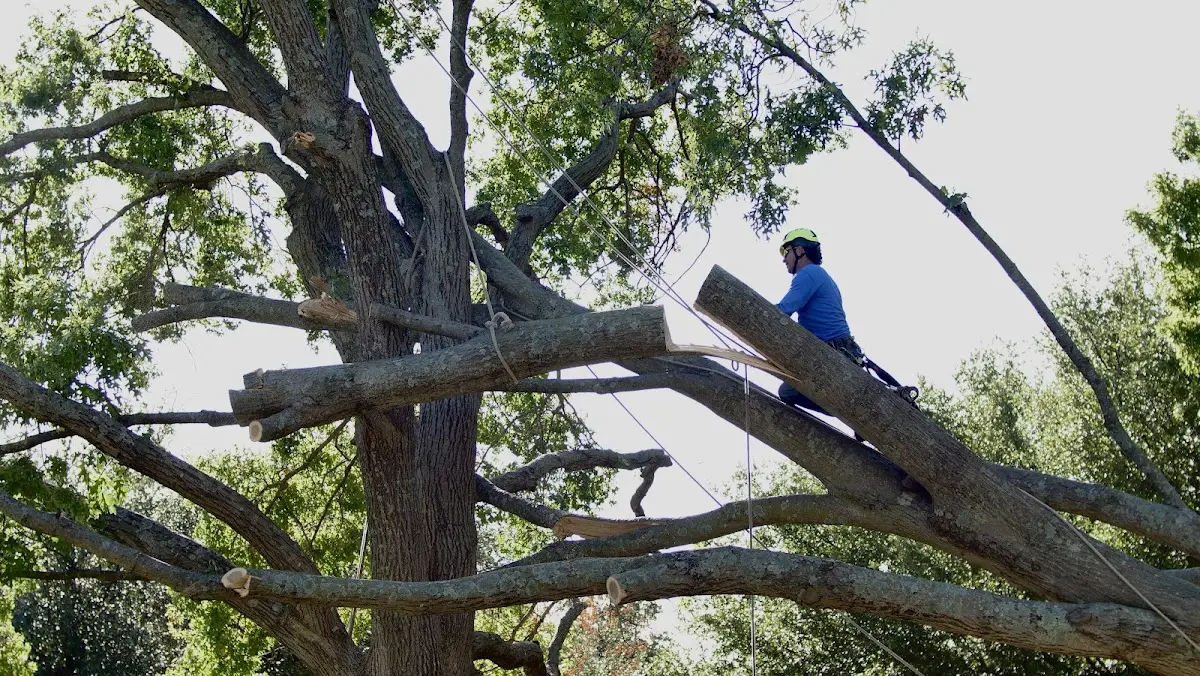 Professional Crown Thinning performed by certified arborists in Northwood