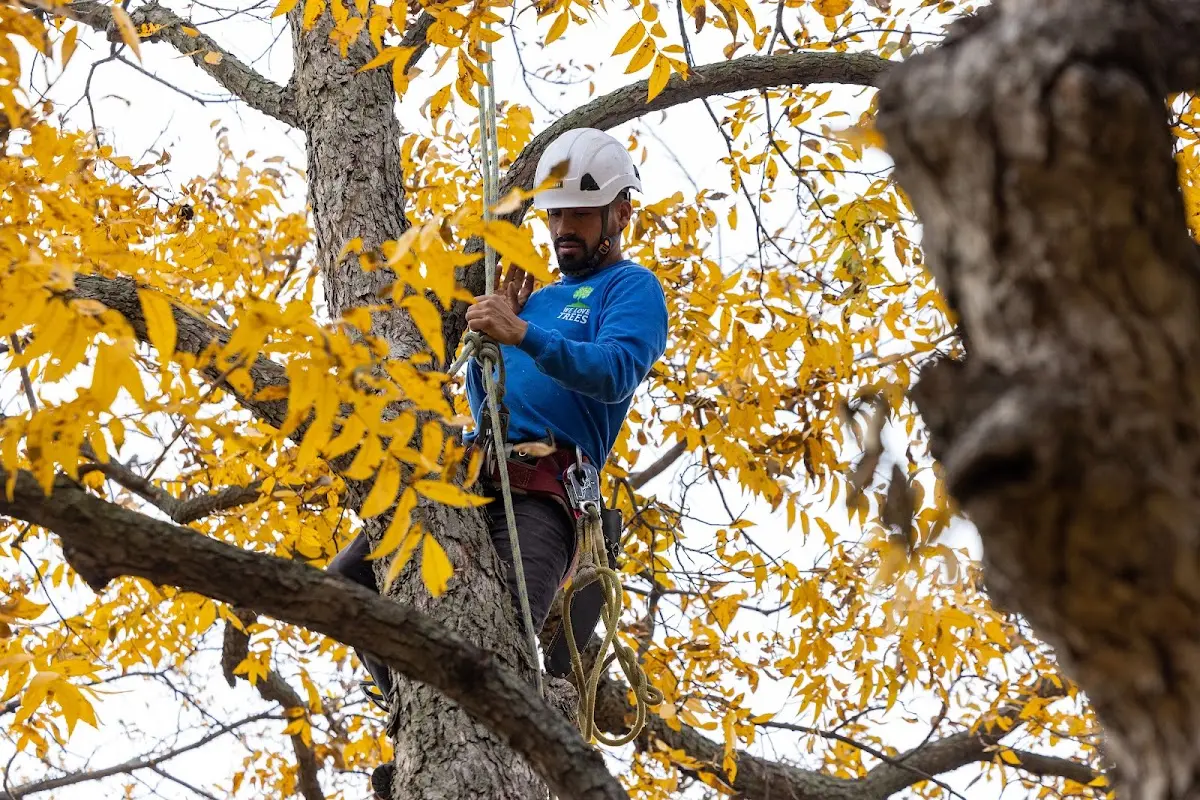 Skilled Storm Damage Cleanup crew working in Northwood